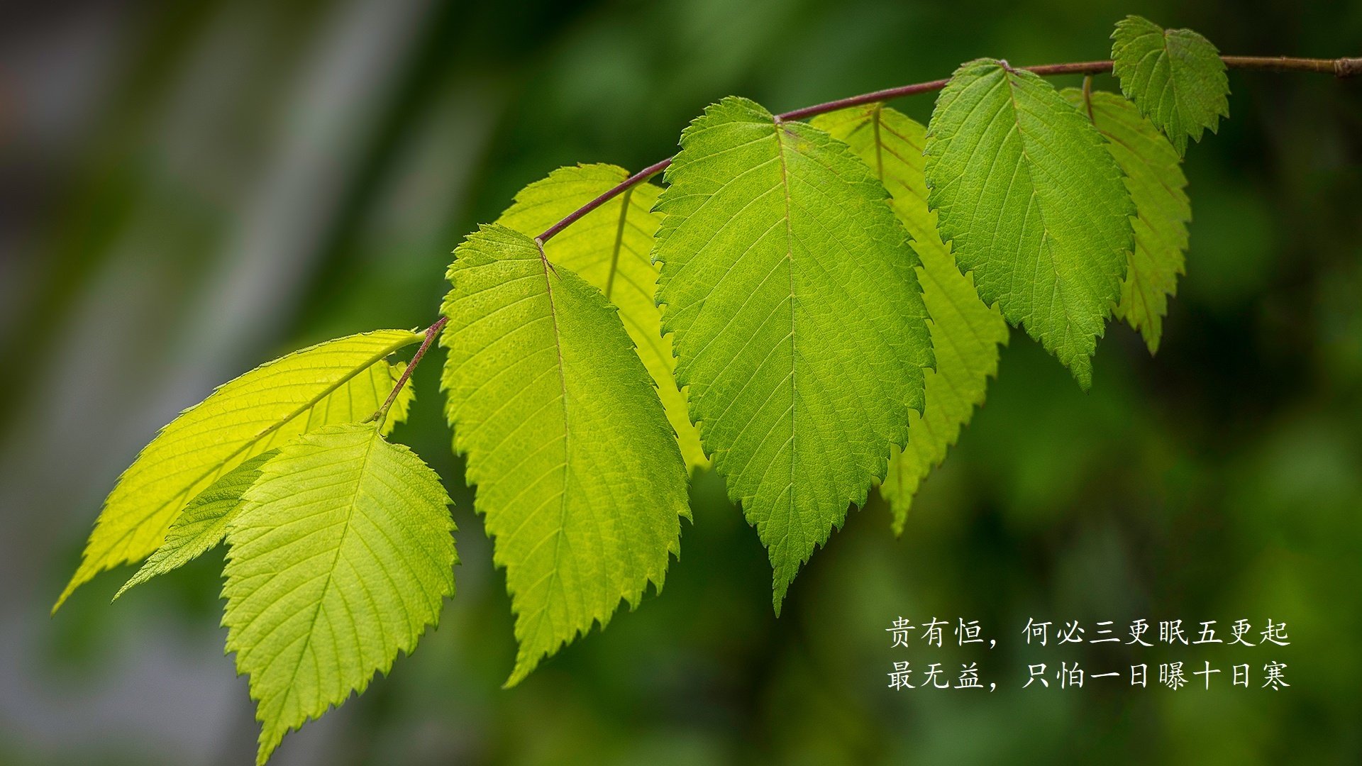 桑乔租借加盟多特蒙德，重拾状态，桑乔转会多特蒙德费用