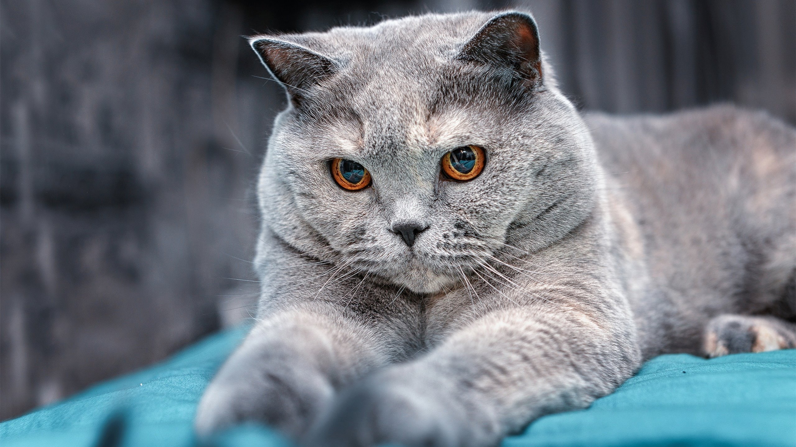 梅斯锋线状态火爆,取得关键胜利,梅斯ds