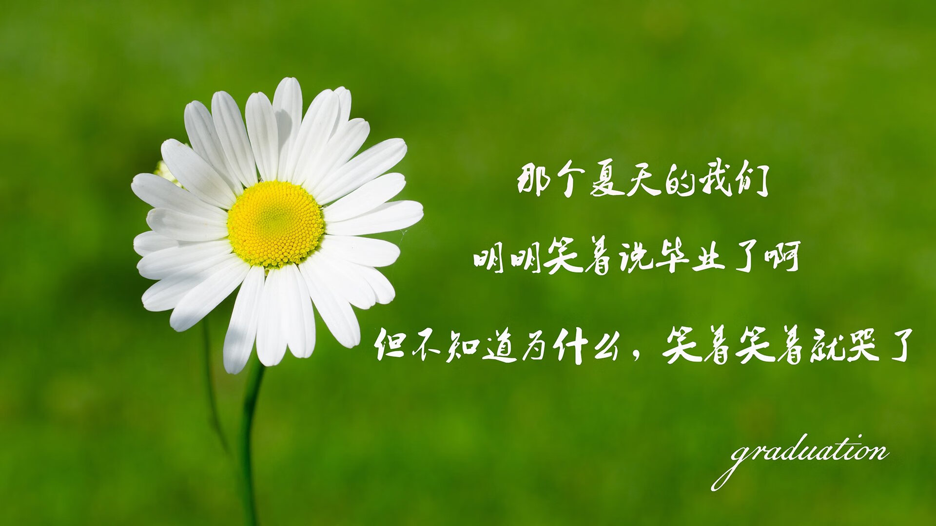 im体育-西班牙马术界引入虚拟现实技术，提升马术训练效果。，西班牙马的品种
