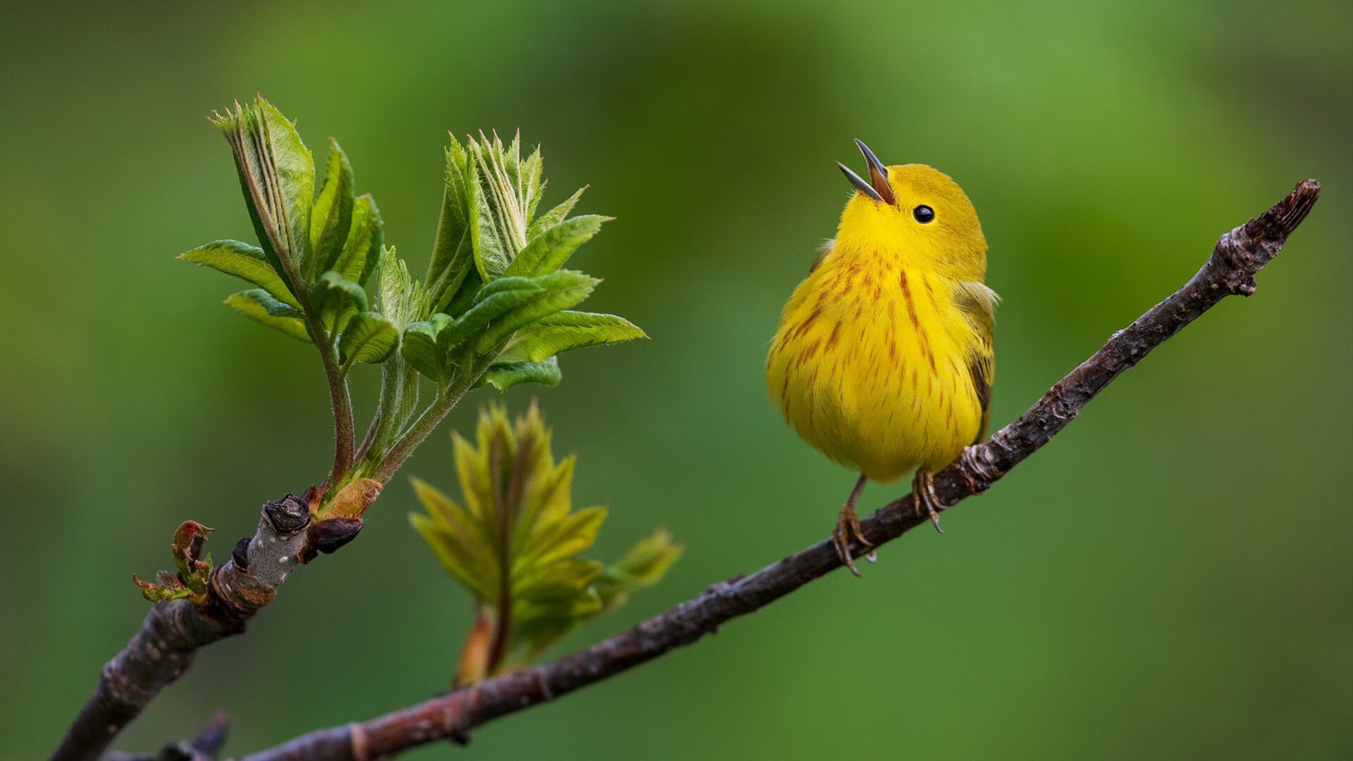 IM体育 APP下载地址-核心球员缺席后球队是否优先调整中场站位而非锋线结构，核心球员角色球员区别