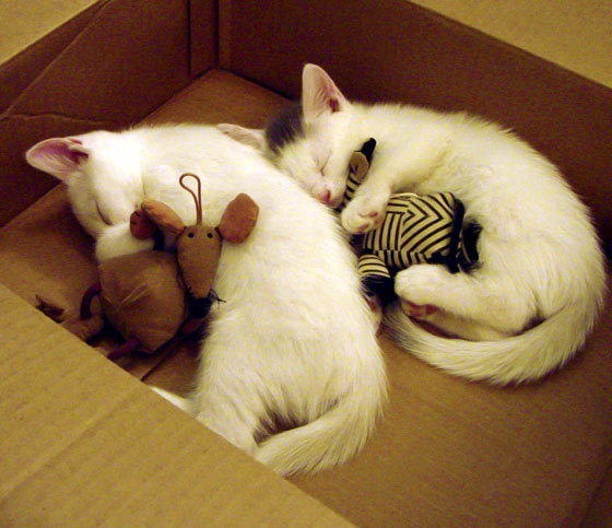 im体育官网首页-篮网加强外线封锁多次干扰对手投篮，篮网队内线补强