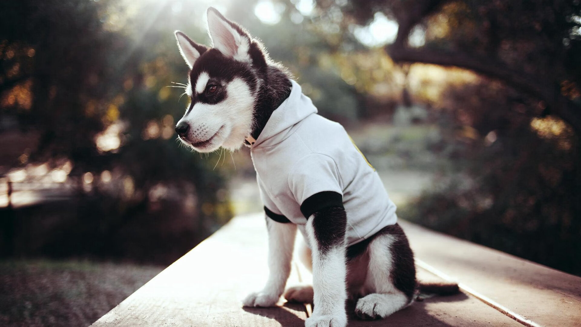 im电竞网页版-美国队用坚韧精神征服赛场挑战，美国队用坚韧精神征服赛场挑战的是谁