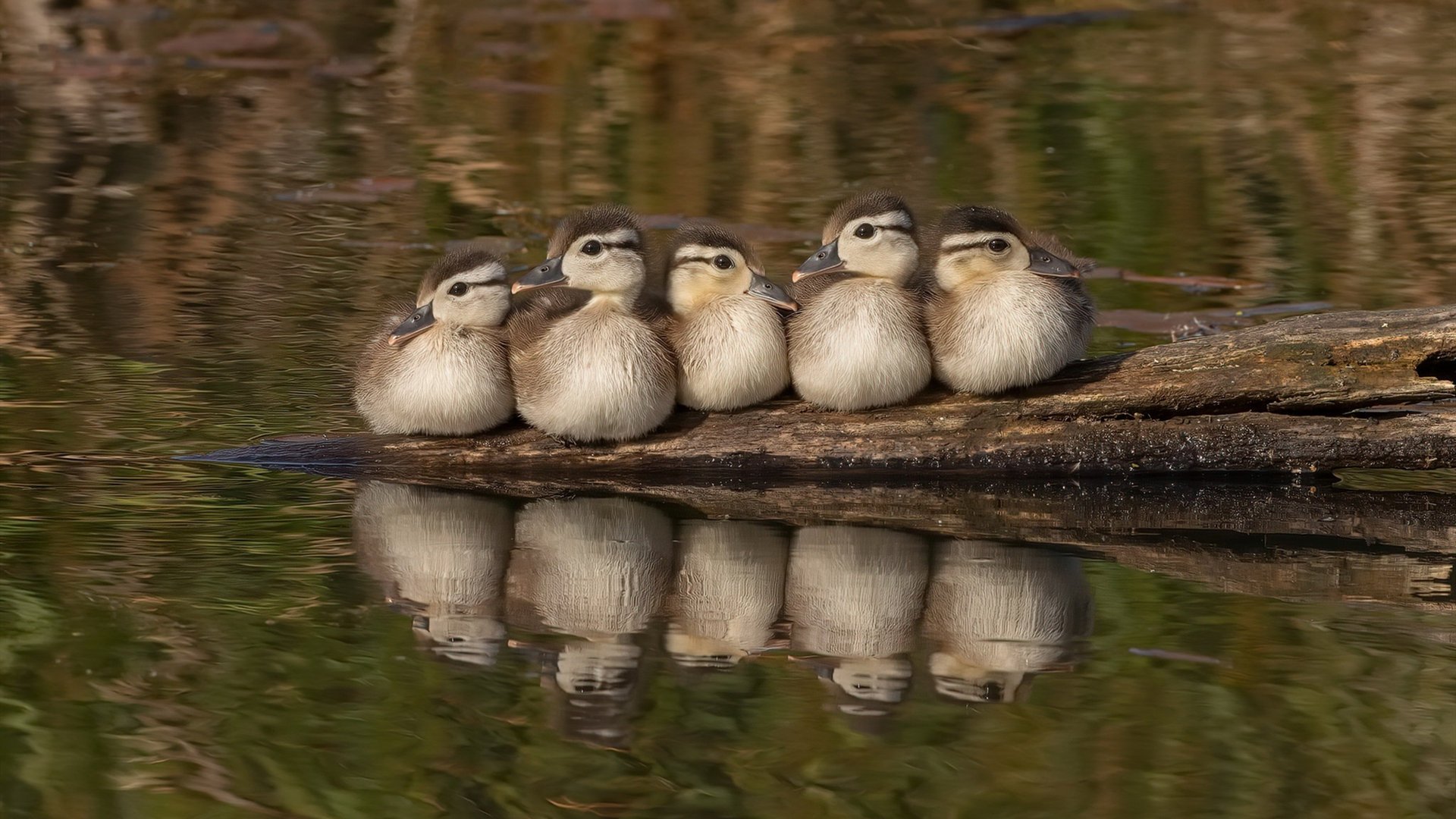 阿森纳青训不断突破,未来之星大量涌现