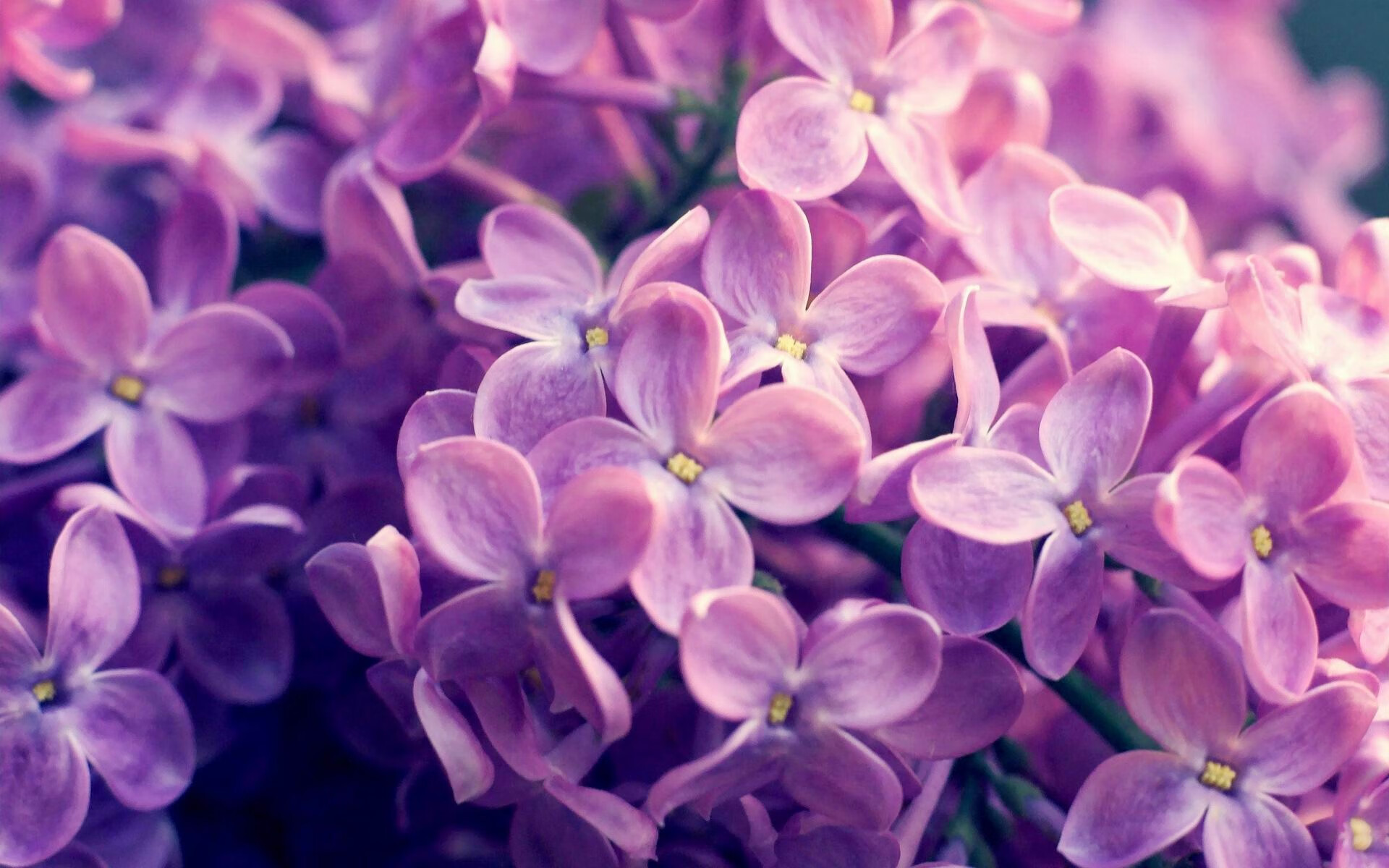 im电竞官方下载-麦考在全黑队中的作用：战术领袖与球队脊柱，麦考3个总冠军